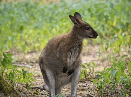 Bennetts wallaby ORC