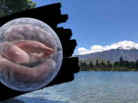 Cryptosporidium Lake Wakatipu