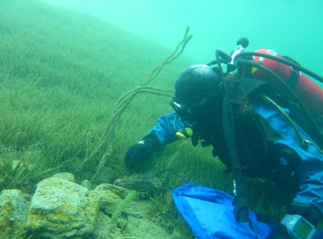 Diver hand weeding lagarosiphon. Photo credit NIWA
