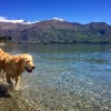 Dog Lake Wanaka