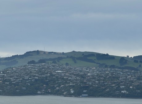 Dunedin houses on hill