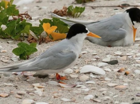 Fairy Tern