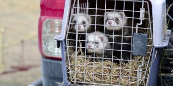 Ferrets 1 RNZ
