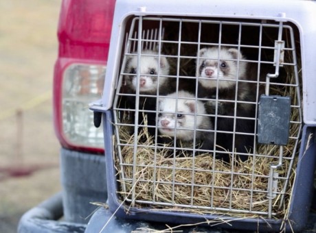 Ferrets 1 RNZ