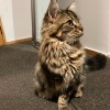Hearty Cromwell cat