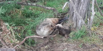 Jade and pup up Cutha River Mata au in February Supplied