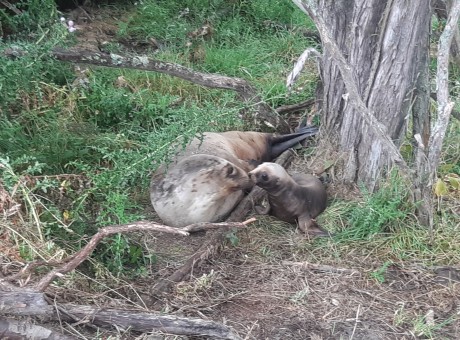 Jade and pup up Cutha River Mata au in February Supplied