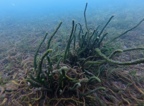 Lagarosiphon weed 3894772343170777031.jpg