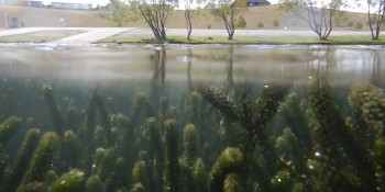 Lake Dunstan lagarosiphon CREDIT NIWA 10