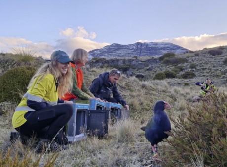 Takahe Rees Valley DOC