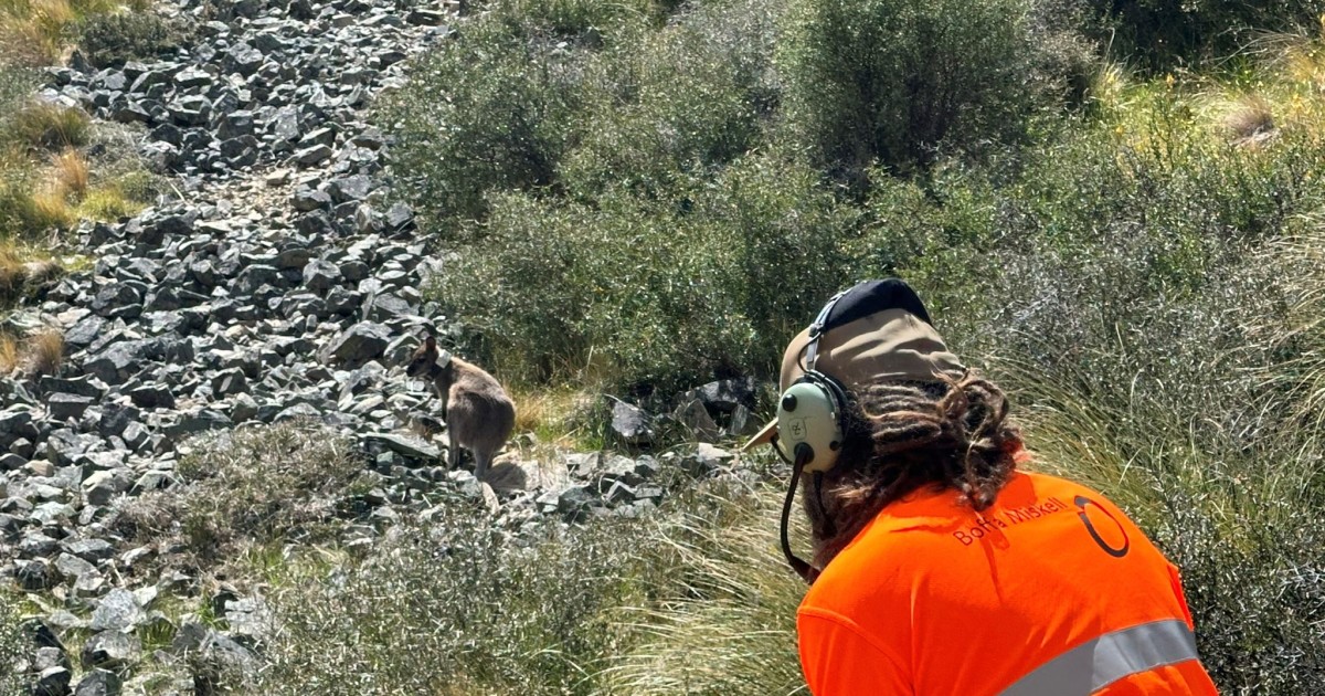 Undercover wallabies potential pest control game changer Crux Local