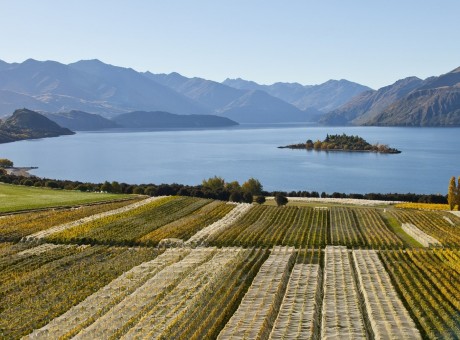 Wanaka Rippon Vineyard