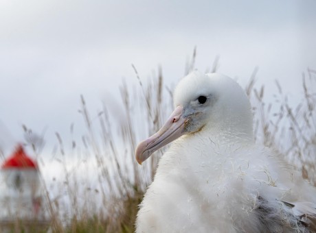 albatross