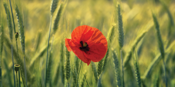 anzac day poppy