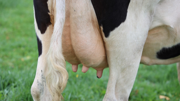 close up of cow udder