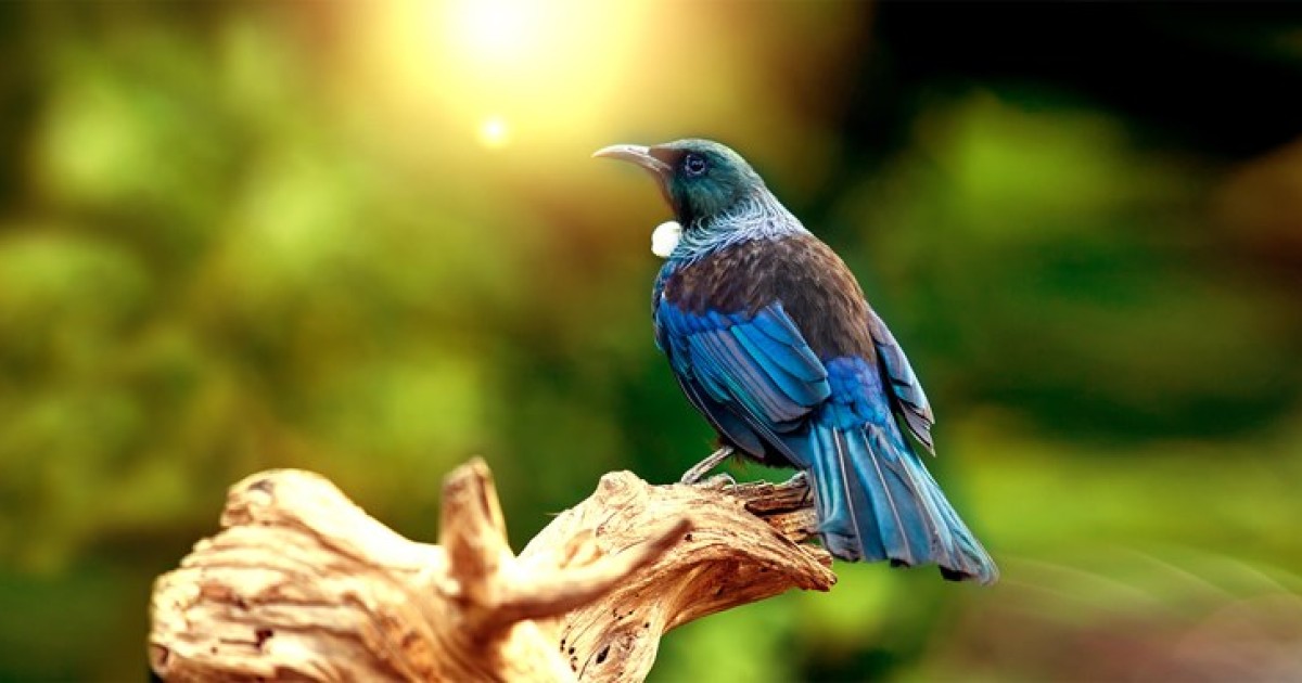 Mayor "We want to wake up to the dawn chorus." Crux Local News Queenstown, Wānaka and