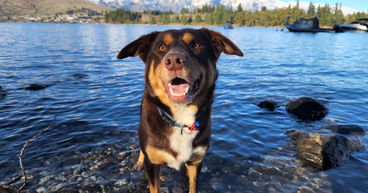 People picking pets over ‘Queenstown dream’ Crux Local News