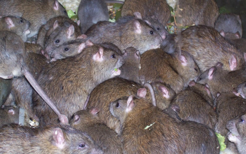 Rat infestation delays QLDC recycling 