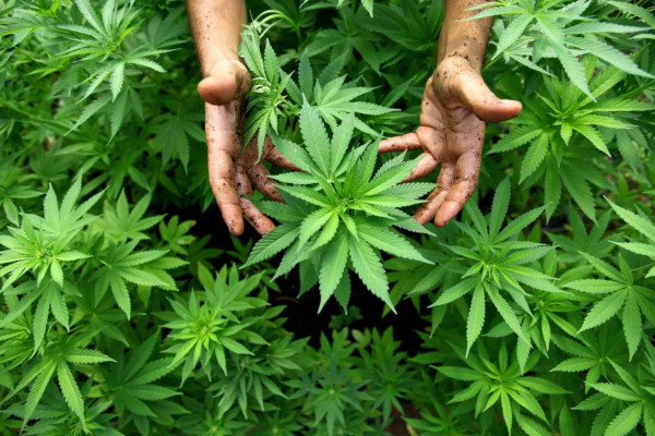 medicinal cannabis cultivation