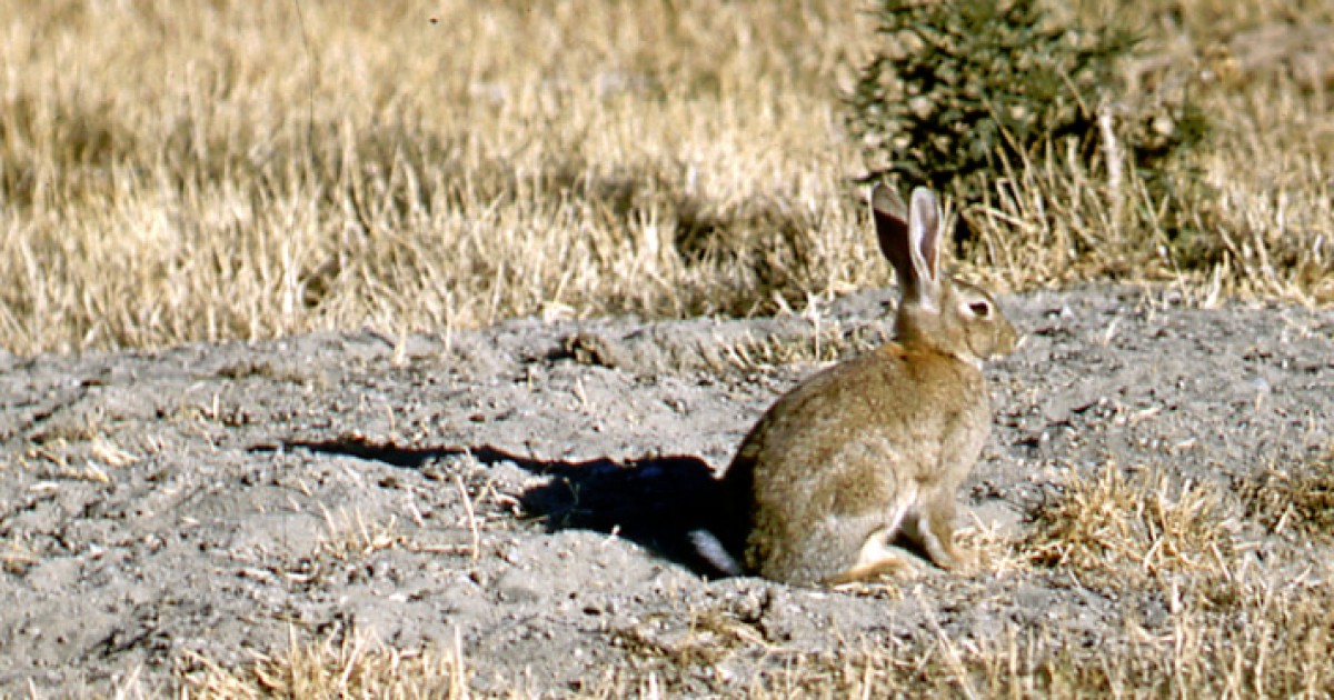 ORC says landowners responsible for pest control Crux Local News