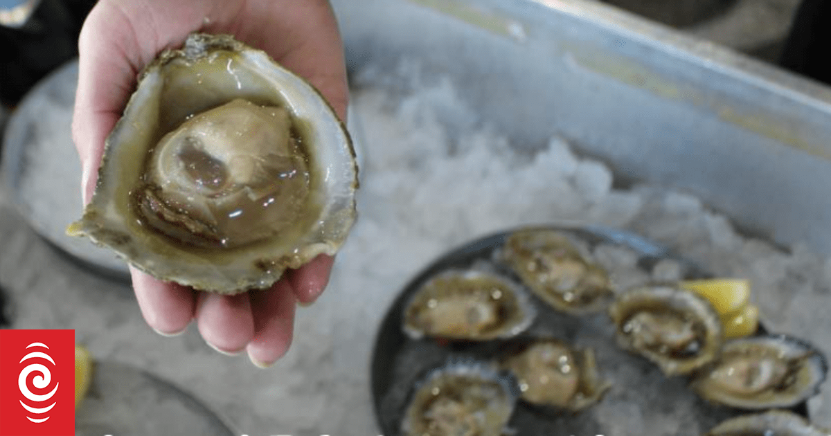 Bluff oysters looking good as season starts Crux Local News Queenstown, Wānaka and Cromwell.
